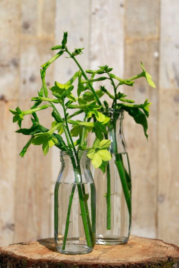 Glazen Melkfles 250ml 14cm hoog Ø 6cm (tray met 24 stuks) [IFS-129191]