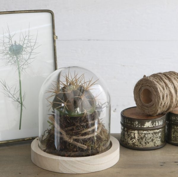 Dôme en verre avec base en bois Ø 10cm et 10 cm de hauteur (1 pièce) [IFS-29421]