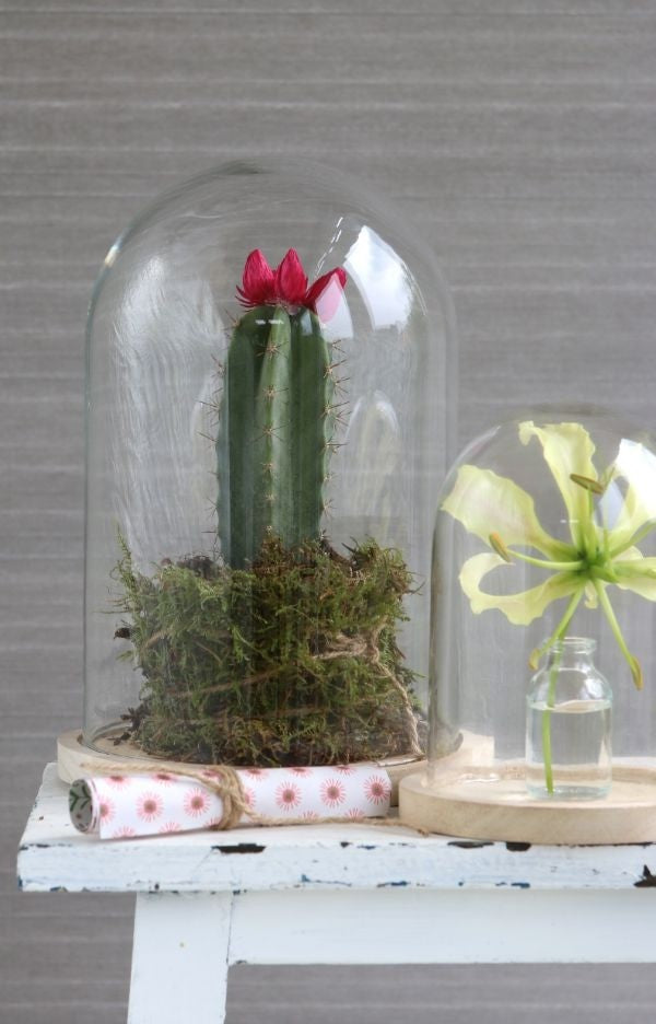 Glazen koepel met houten basisvoet Ø 17 cm en 25 cm hoog (1 st) [IFS-29425]