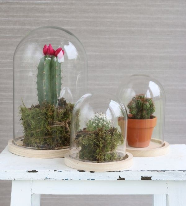 Glazen koepel met houten basisvoet Ø 17 cm en 25 cm hoog (1 st) [IFS-29425]