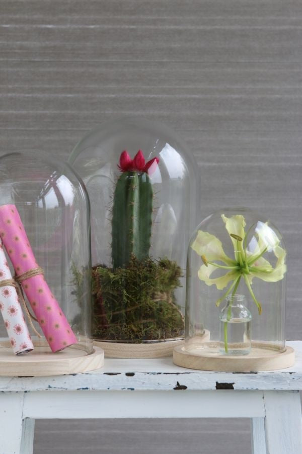 Glazen koepel met houten basisvoet Ø 17 cm en 25 cm hoog (1 st) [IFS-29425]