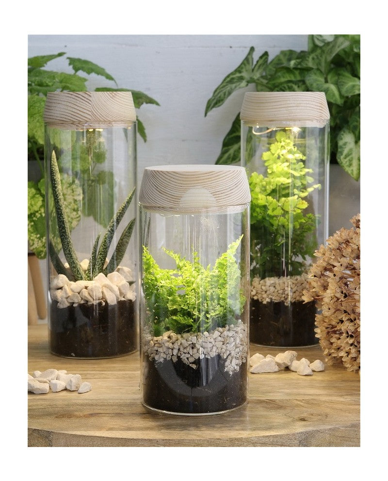 Reageerbuisje Ø8 h: 18 cm met licht + zonnepaneel kurk (1 stuk) [IFS-30173]