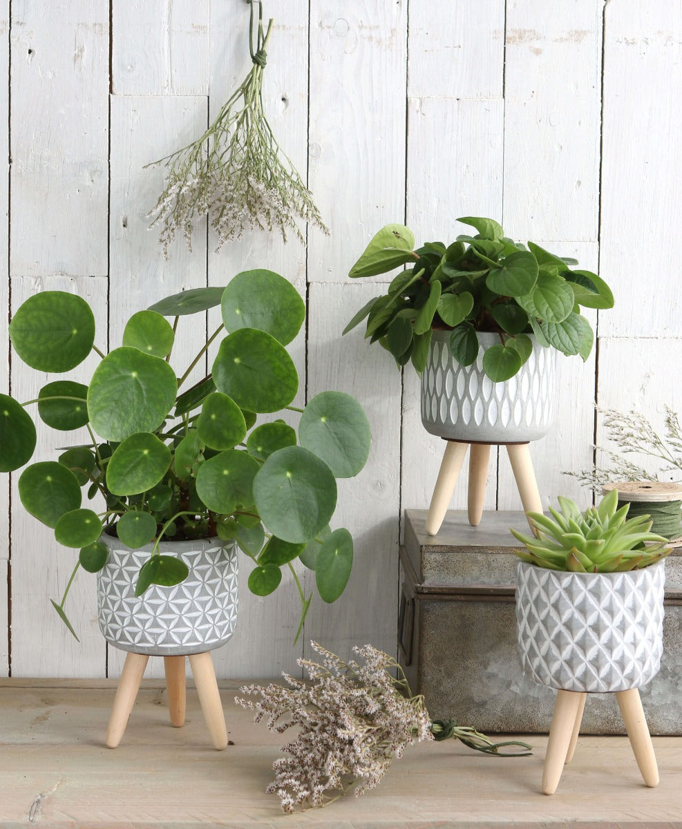 Pot à plantes en Cement avec pieds en bois 18cm de haut (6 pièces.) [IFS-33014]