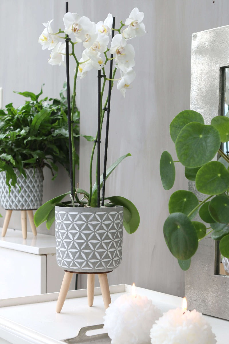 Pot à plantes en Cement avec pieds en bois 21,5 cm de haut (6 pièces.) [IFS-33015]