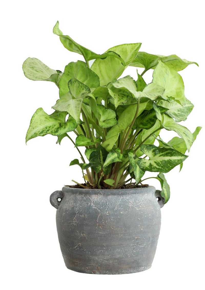 Pot d'amphore 10x8,2x6,5 cm (6 Pcs) [IFS-33242]