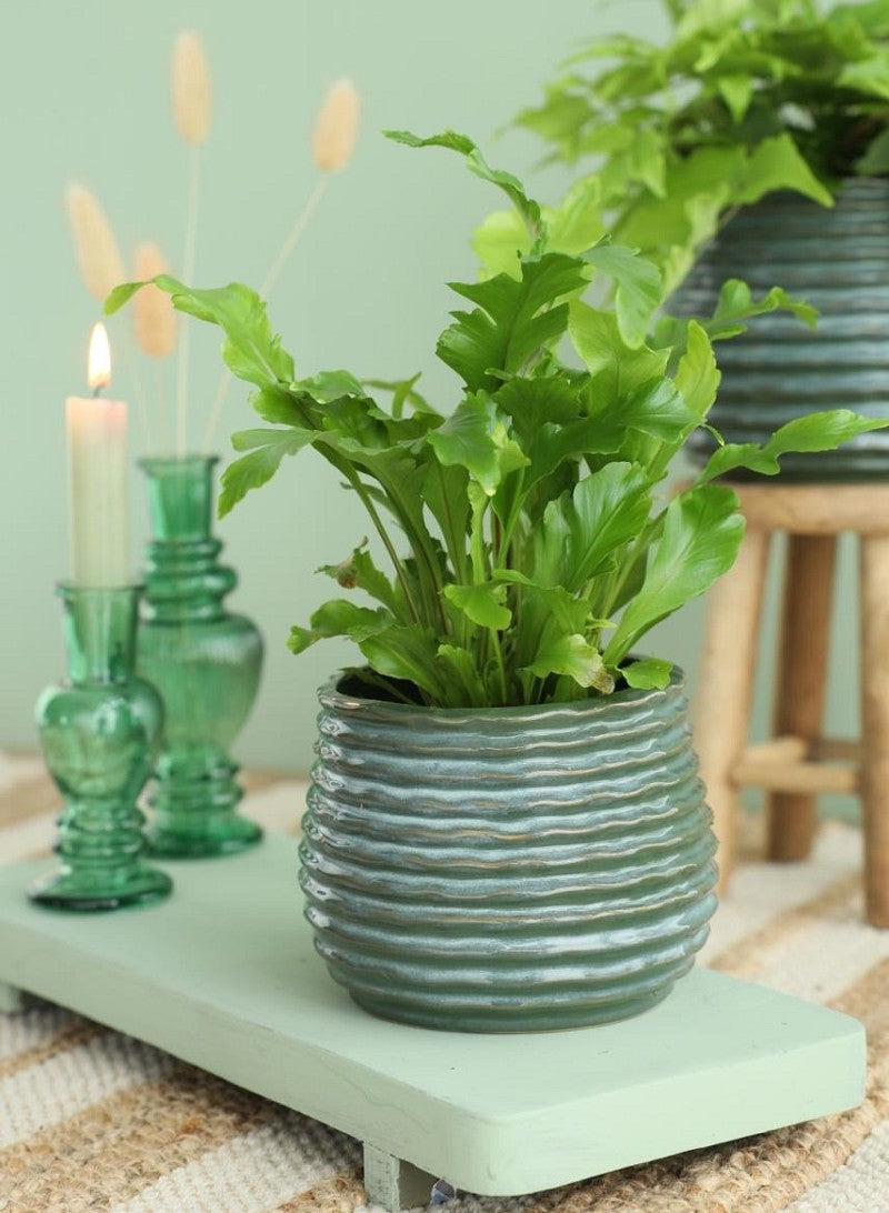 Pot Donker Groen Rise Ø6,5 x h: 8 cm (12 stuks) [IFS-33952]