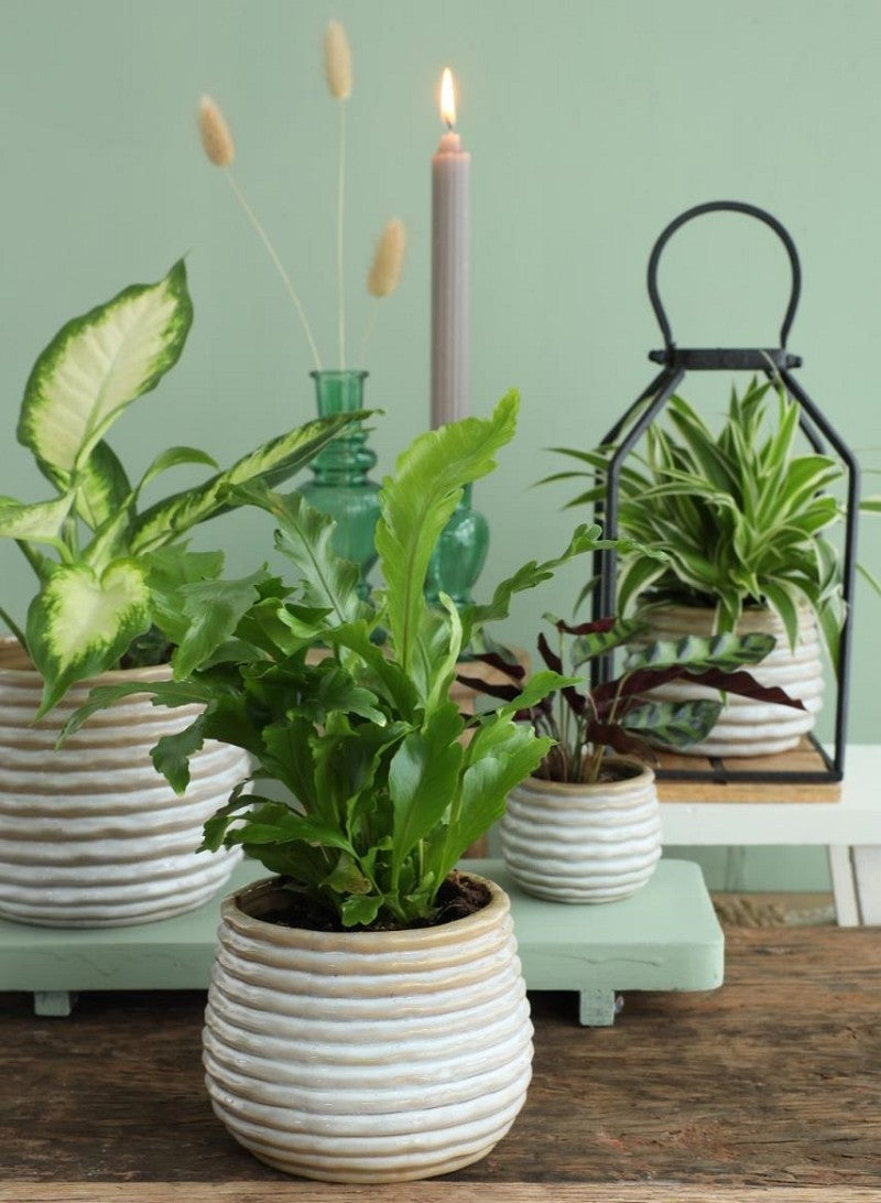 Pot Rise crème Ø6,5 x h: 8 cm (12 Pcs) [IFS-33962]