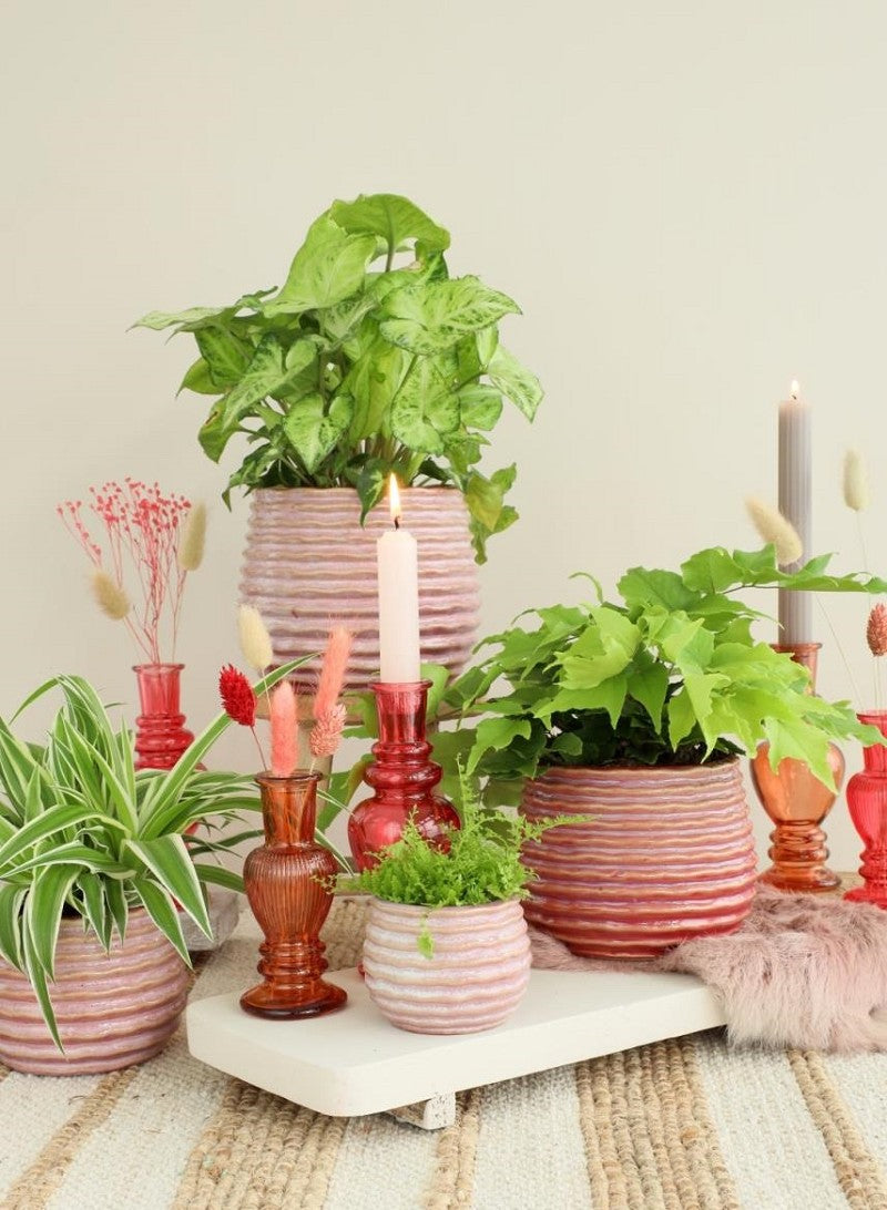 Pot Rose Carmine Rise Ø8,5 x h: 11,5 cm (9 Pcs) [IFS-33983]