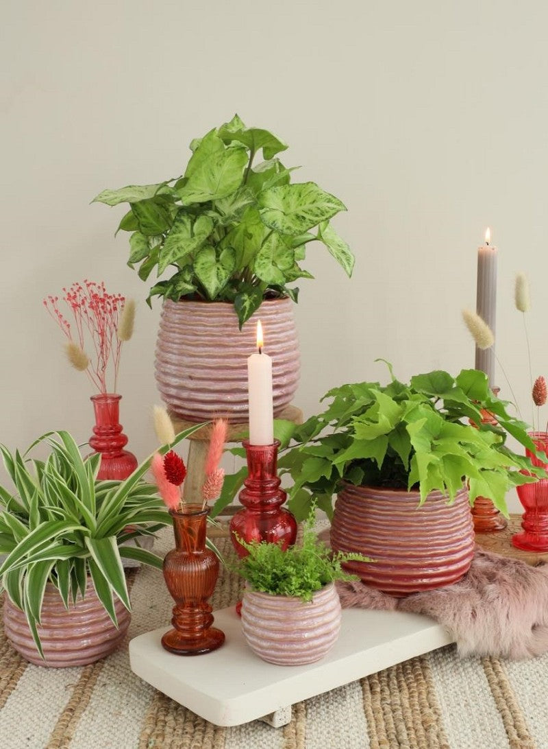 Pot Rose Carmine Rise Ø10 x h: 13,5 cm (6 Pcs) [IFS-33984]