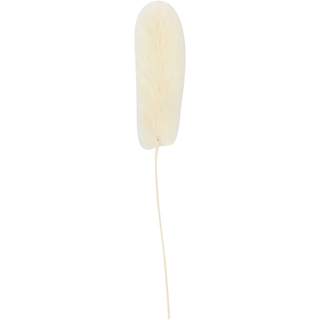 Plante 'queue-de-lièvre', L : 3-7 cm, 6 pièces/ 1 Pq. [HOB-50203]