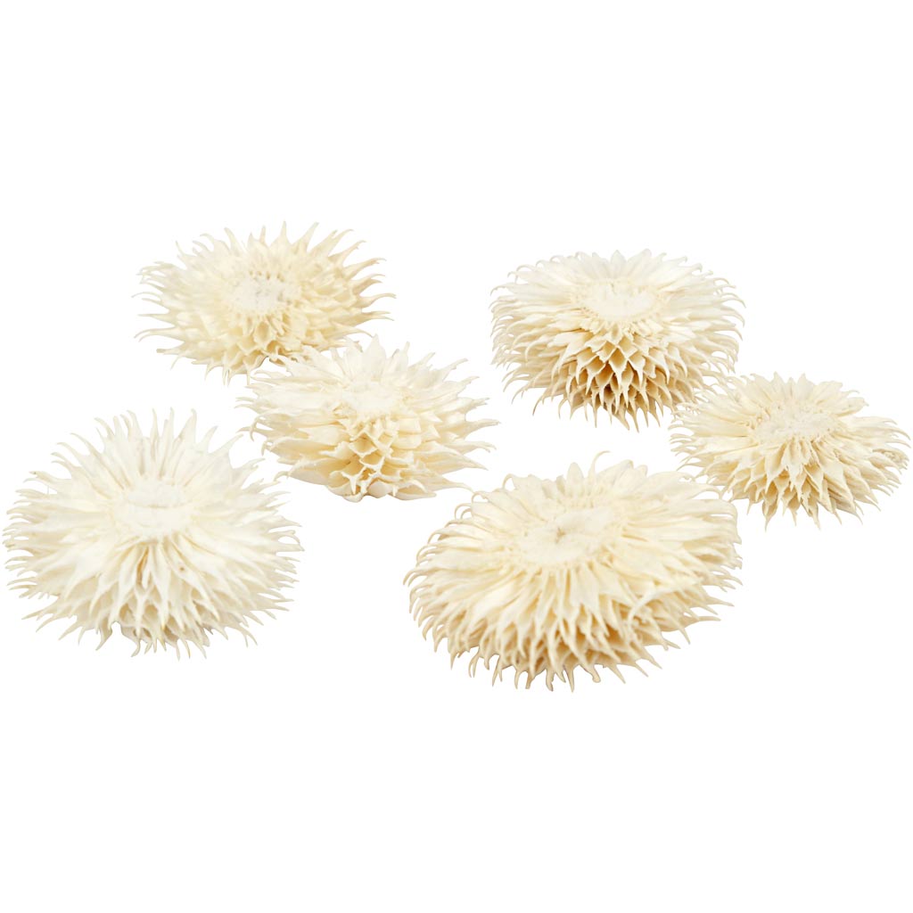 Gedroogde Bloemen, d 3-5 cm, 6 stuk/ 1 doos [HOB-50204]