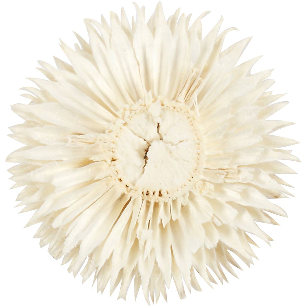 Gedroogde Bloemen, d 3-5 cm, 6 stuk/ 1 doos [HOB-50204]