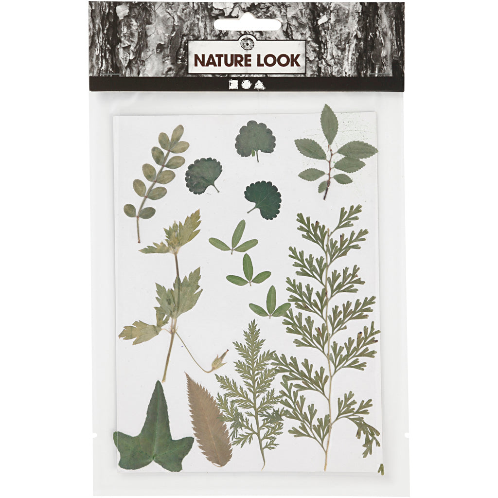Gedroogde bloemen en bladeren, groen, 1doos/ 1 doos [HOB-504476]