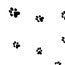 Sachet SOS imprimé patte de chien 8.9x5.1x19.1cm (100 pièces) [G3PAW]
