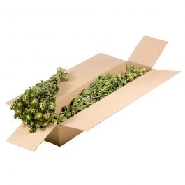 Gedroogde Bloemen Natuurlijk Groen Bidens (Carthamus) (1 bundel) [RU-00040.000.9]