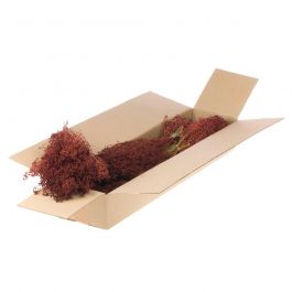 Gedroogde Bloemen Rood Broom Bloom (1 bundel) [RU-00062.062.9]