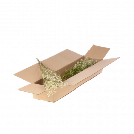 Gedroogde Bloemen Natuurlijk Wit Gypsophila Gedroogd (1 bundel) [RU-00194.000.9]