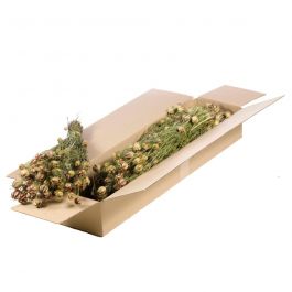 Gedroogde Bloemen Natuurlijk Groen Nigella (1 bundel) [RU-00390.000.9]