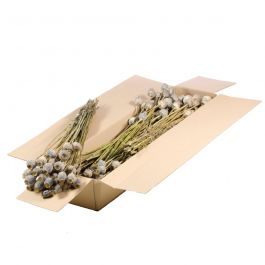 Gedroogde Bloemen Natuurlijk Papaver (1 bundel) [RU-00454.000.9]
