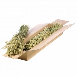 Gedroogde Bloemen Natuurlijk Groen Phalaris (1 bundel) [RU-00456.000.9]
