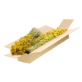 Gedroogde Bloemen Geel Phalaris (1 bundel) [RU-00456.032.9]
