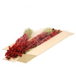 Gedroogde Bloemen Rood Phalaris (1 bundel) [RU-00456.062.9]