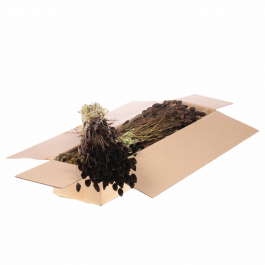 Gedroogde Bloemen Bruin Phalaris (1 bundel) [RU-00456.112.9]