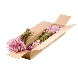 Gedroogde Bloemen Natuurlijk Roze Rodanthe (1 bundel) [RU-00512.000.9]