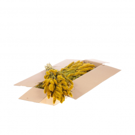 Gedroogde Bloemen Geel Setarea (1 bundel) [RU-00544.032.9]