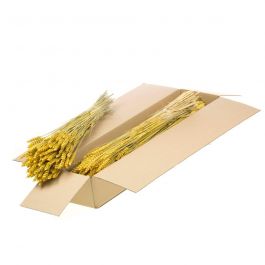 Gedroogde Bloemen Geel Tarwe (Triticum) (1 bundel) [RU-00574.032.9]