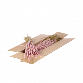 Gedroogde Bloemen Roze Mistig Tarwe (Triticum) (1 bundel) [RU-00574.057.9]