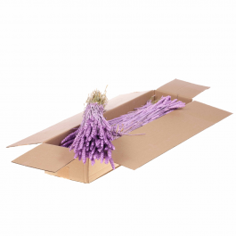 Gedroogde Bloemen Lila Mistig Tarwe (Triticum) (1 bundel) [RU-00574.087.9]