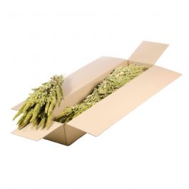 Gedroogde Bloemen Natuurlijk Groen Amaranthus (1 bundel) [RU-01599.000.9]