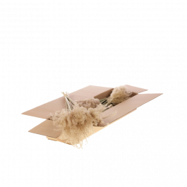 Gedroogde Bloemen Natuurlijk Fluffy Reed Grass (1 bundel) [RU-01859.000.9]