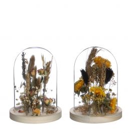 Glazen stolp met droogbloemen naturel Ø10cm (1 st.) [IFS-29833]