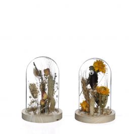 Glazen stolp met droogbloemen naturel Ø8cm (1 st.) [IFS-29838]
