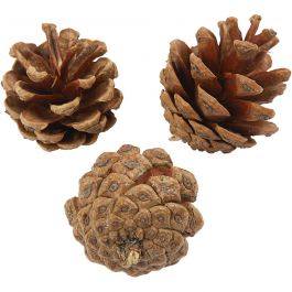 Dennenappels, d 40 mm, 200 gr/ 1 doos [HOB-502260]