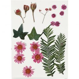Fleurs et feuilles pressées, rose clair, 1 Pq. [HOB-504471]