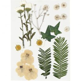 Fleurs et feuilles pressées, blanc cassé, 1 Pq. [HOB-504473]