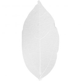 Squelettes de feuilles, L: 6-8cm, blanc, 20 pièces/ 1 Pq. [HOB-504491]