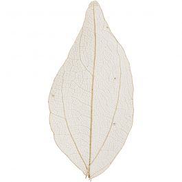 Squelettes de feuilles, L: 4,5-8cm, naturel, 20 pièces/ 1 Pq. [HOB-504493]