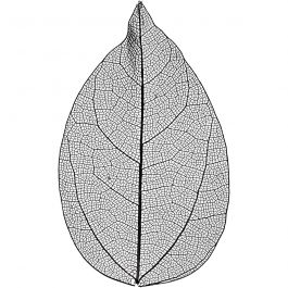 Squelettes de feuilles, L: 6-8cm, noir, 20 pièces/ 1 Pq. [HOB-504494]