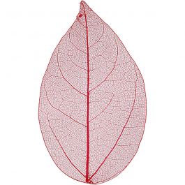 Squelettes de feuilles, L: 6-8cm, rouge, 20 pièces/ 1 Pq. [HOB-504495]