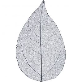 Squelettes de feuilles, L: 6-8cm, bleu, 20 pièces/ 1 Pq. [HOB-504497]