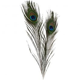 Plumes de paon, L: 25-30cm, 10 pièces/ 1 Pq. [HOB-51810]
