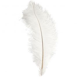 Plumes d'autruche, L : 35-40 cm, blanc, 1 pièce [HOB-51811]