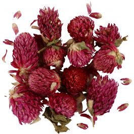 Fleurs Séchées, Trèfle rouge, L: 1,5-2,5cm, d 1 - 1,5cm, 15 gr, violet, 1 Pq. [HOB-709502]